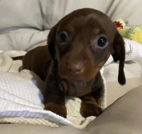 adorabili cuccioli   bassotto bianco     femminucce e maschietti disponibili