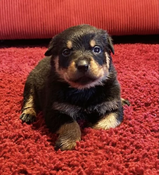 cuccioli di  rottweiler    femminucce e maschietti per l'adozione gratuita i cuccioli sono
