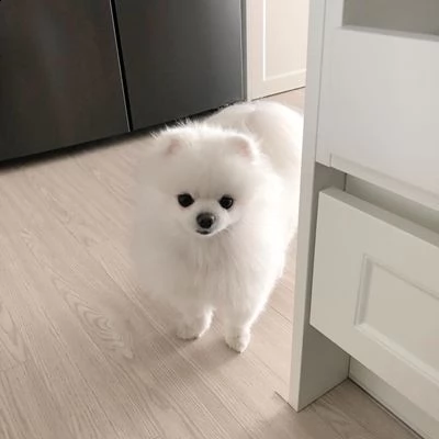  regalo cuccioli di volpino di pomerania..