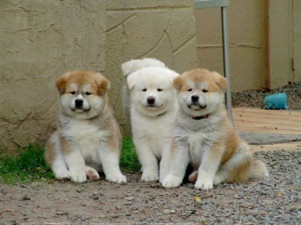   regalo akita inu cuccioli maschio e femmina