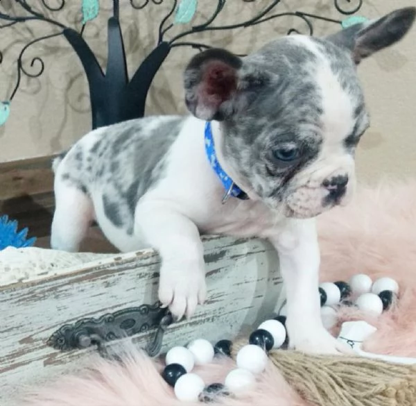 cuccioli di bulldog francese per adozione