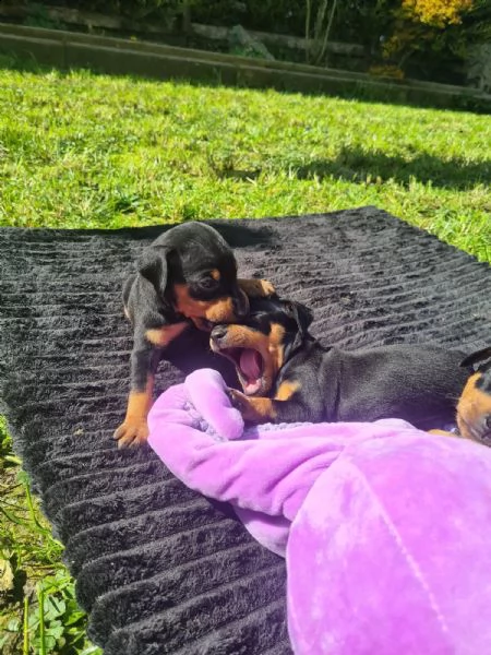 cucciolata di pincher