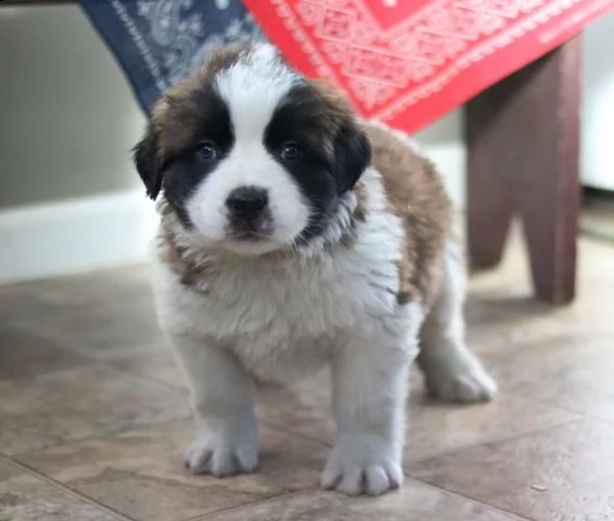 stupendi cuccioli di san bernardo | Foto 0