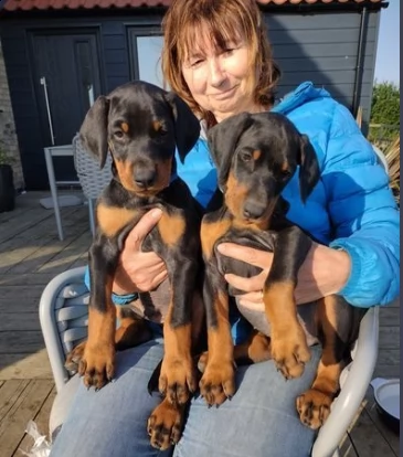 bellissimi cuccioli di dobermann