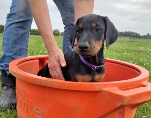cuccioli di dobermann  italiano | Foto 0