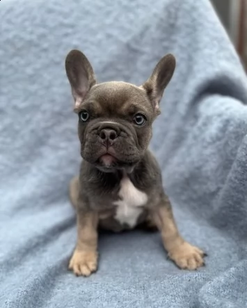 bouledogue francesi creme e blue | Foto 0