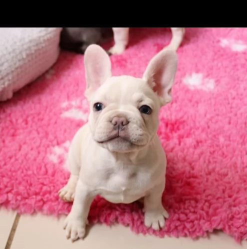 bouledogue francesi creme e blue