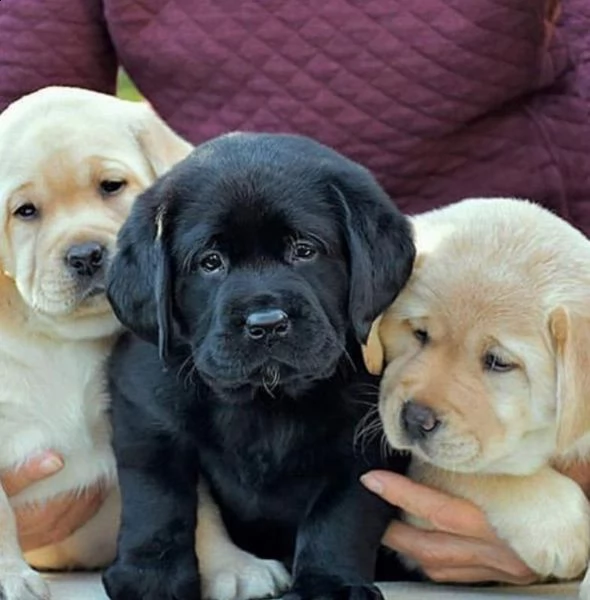 regalo adorabili cuccioli di la labrador chicolato