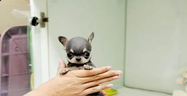 disponibili cuccioli di chihuahua maschio e femmina | Foto 0