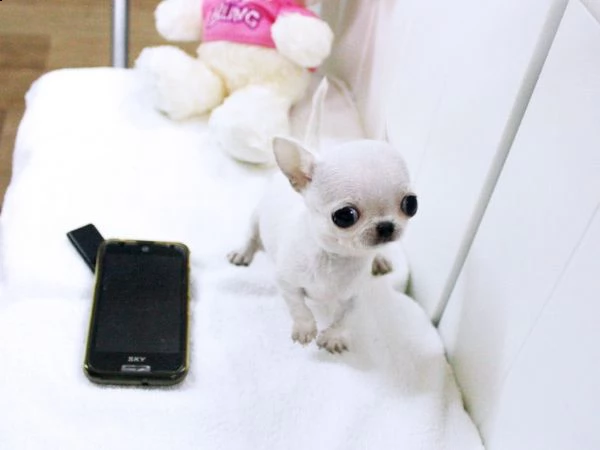 disponibili cuccioli di chihuahua maschio e femmina