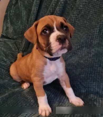 cuccioli boxer