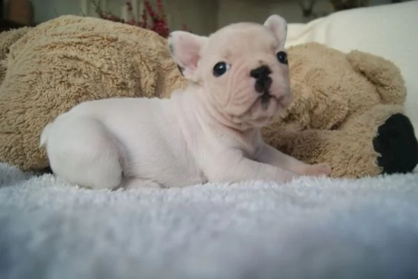 i buoni e simpatici cuccioli di bulldog francese  | Foto 2