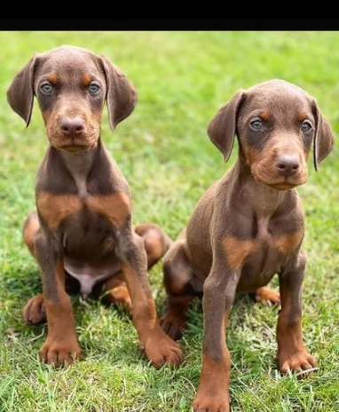 cuccioli dobermann ciocolato