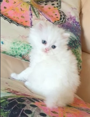 gattini di munchkin bianco puro | Foto 0