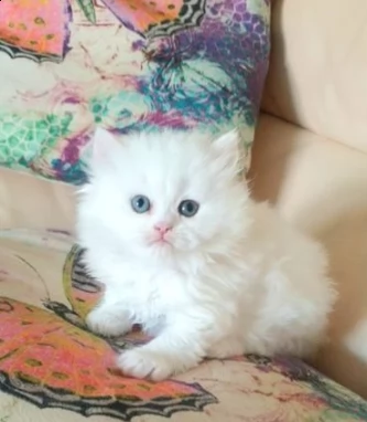 gattini di munchkin bianco puro