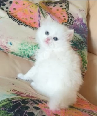 gattini di munchkin | Foto 0