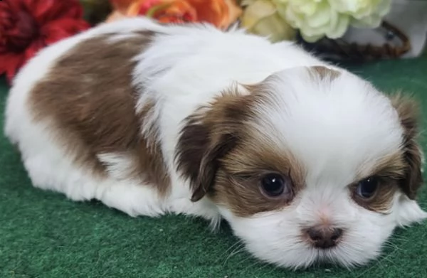 adorabili cuccioli    shihtzu bianco     femminucce e maschietti disponibili