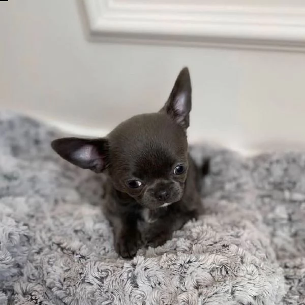 regalo chihuahua cuccioli meravigliosi ! 