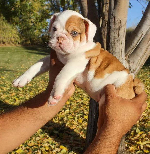 adorabili cuccioli di bulldog inglese | Foto 2