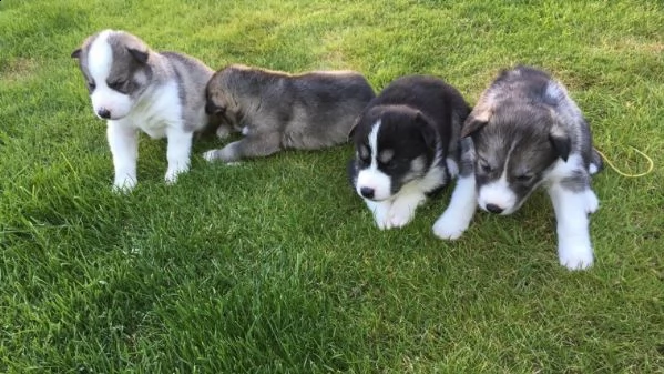 regalo cuccioli siberian husky maschio e femmina....