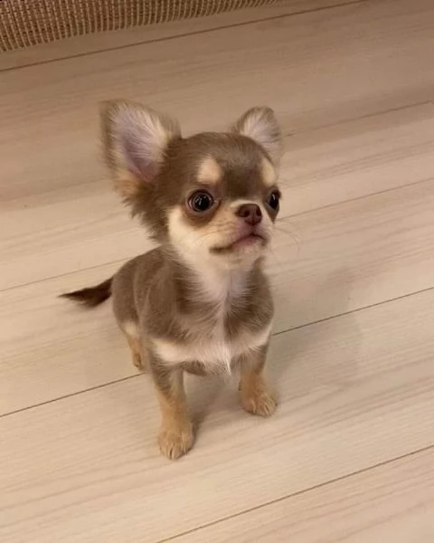 splendidi cuccioli di chihuahua disponibili per l'adozione  | Foto 0