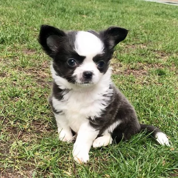 splendidi cuccioli di chihuahua disponibili per l'adozione 