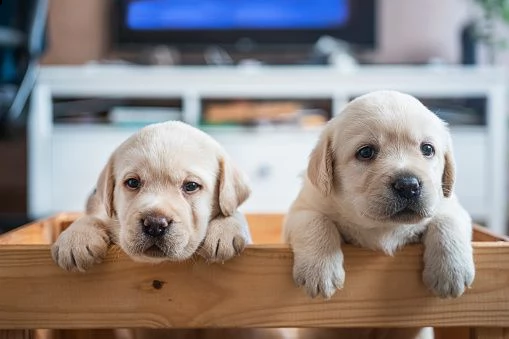 cachorros ascensori di labrador retriever | Foto 1