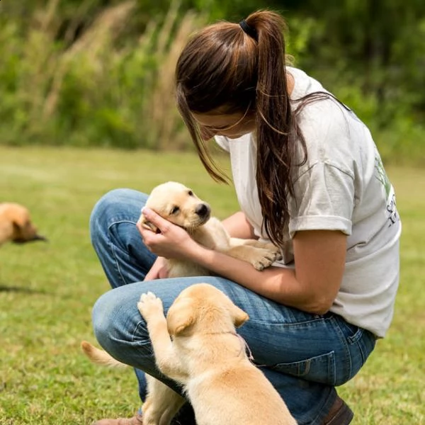 cachorros ascensori di labrador retriever