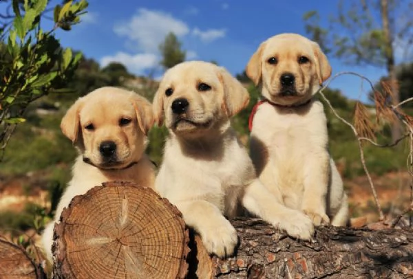 cachorros ascensori di labrador retriever | Foto 0