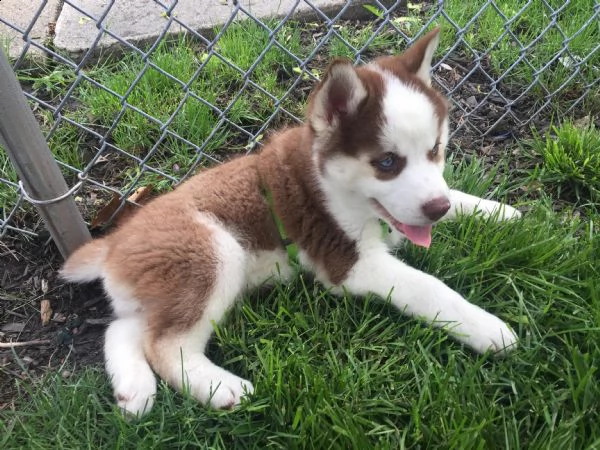 regalo cachorros ascensori di siberian husky