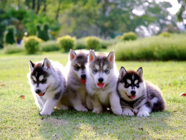 regalo cachorros ascensori di siberian husky | Foto 1
