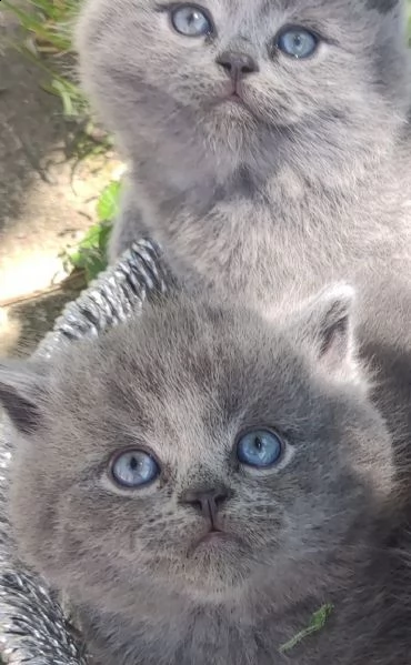 gattini british shorthair blu e gold 