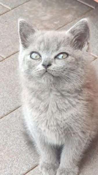 gattini british shorthair blu e gold  | Foto 4