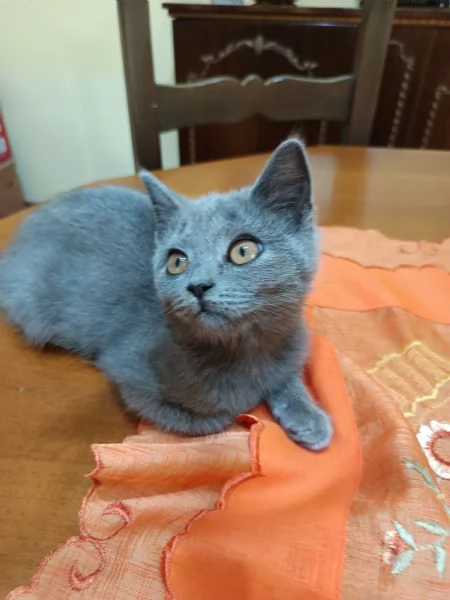 Gattini British shortair  | Foto 4