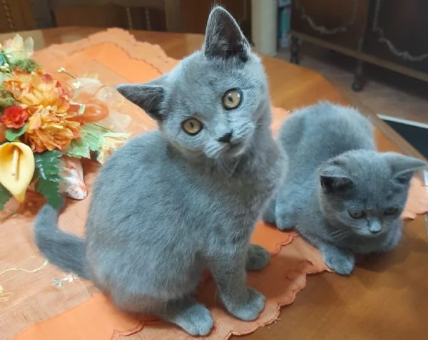 Gattini British shortair  | Foto 3