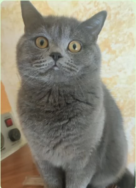 Gattini British shortair  | Foto 2