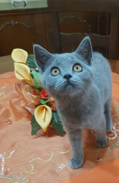 Gattini British shortair  | Foto 1