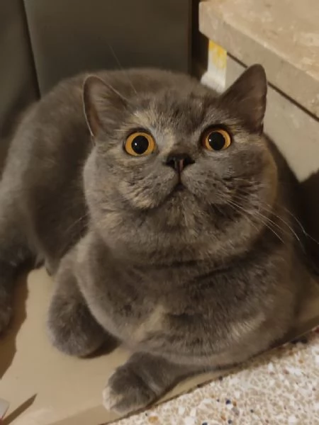Gattini British shortair  | Foto 0