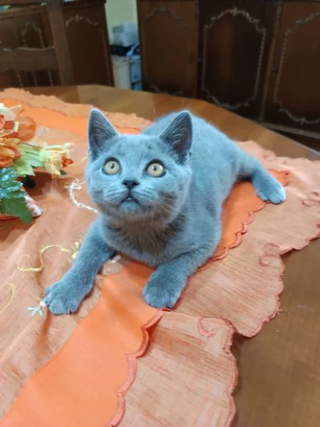 Gattini British shortair 