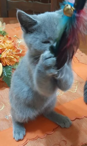 Adorabili British shortair  | Foto 6