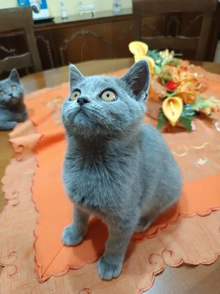 Adorabili British shortair  | Foto 5