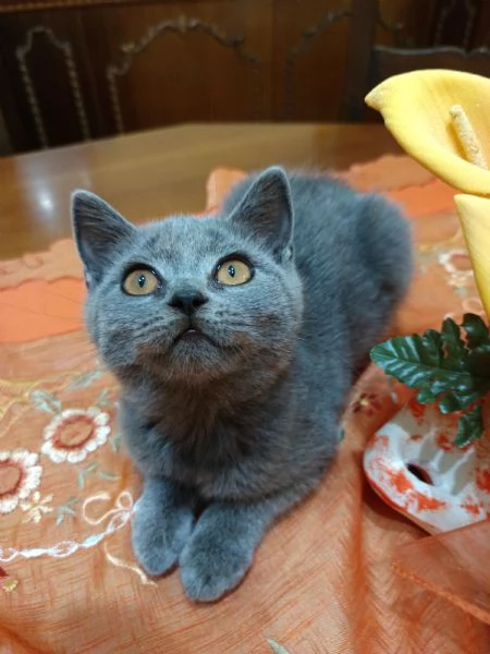 Adorabili British shortair  | Foto 4