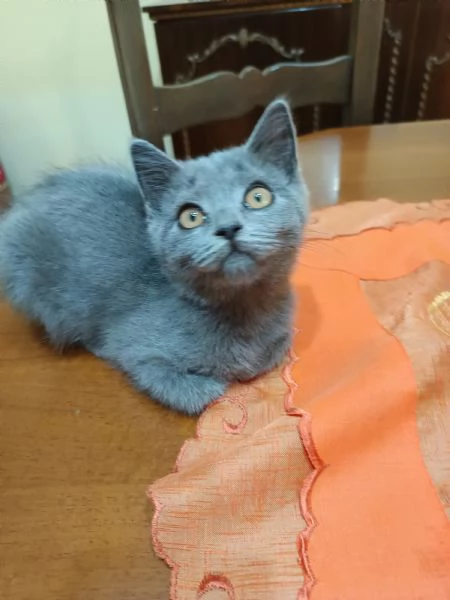 Adorabili British shortair  | Foto 3