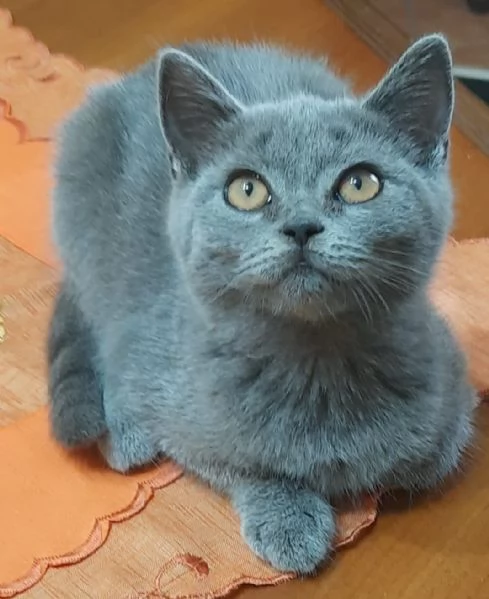 Adorabili British shortair 