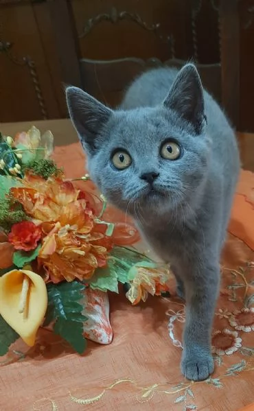 Adorabili British shortair  | Foto 1