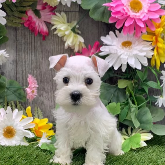 regalo cuccioli di miniature schnauzer