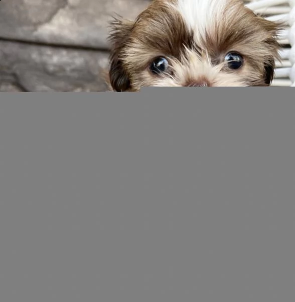  regalo shihtzu  cuccioli (maschio e femmina)