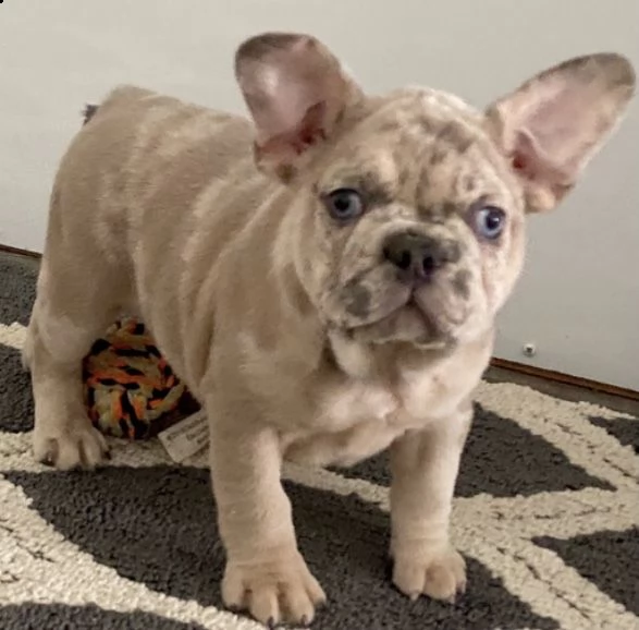 regalo cuccioli bulldog francese