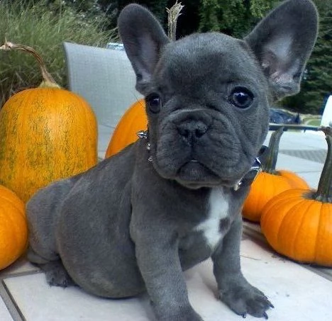 french bulldog puppies | Foto 1
