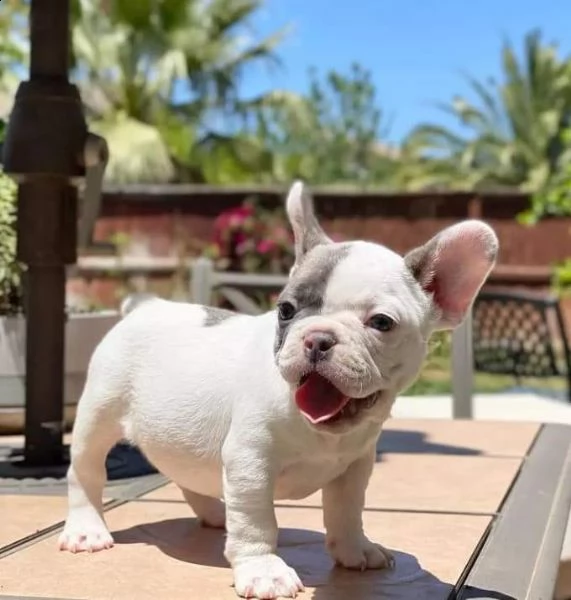 french bulldog puppies